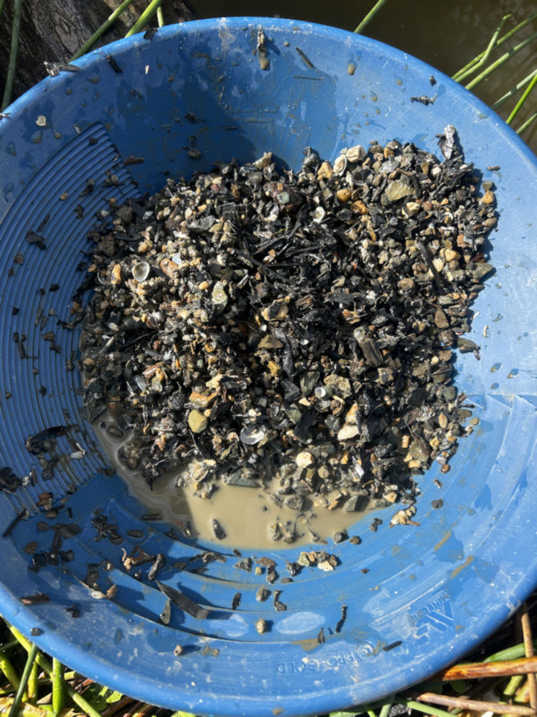 Site 1 - shells and larger gravels removed with finer classification sieve